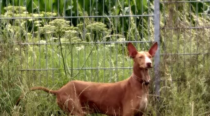 Paten gesucht