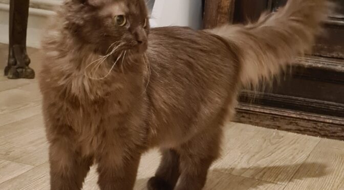 Jette (in Vermittlungsphase)