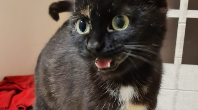 Leni