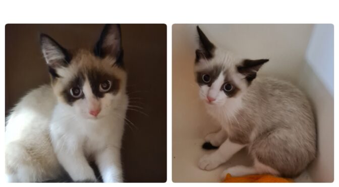 Miro & Mielo