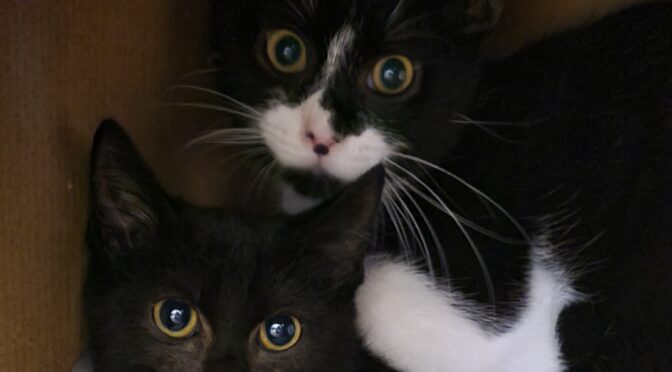 Fridolin & Frieda
