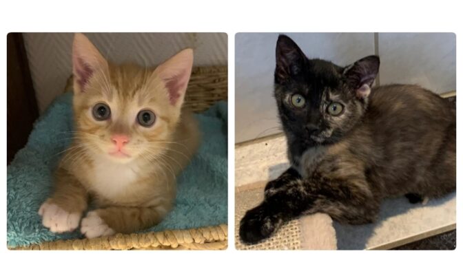 Simon & Sasu