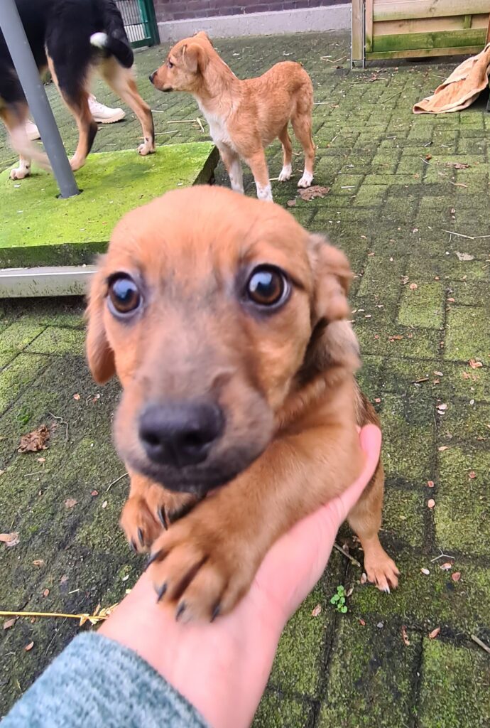 Yannis Team Pro Animal