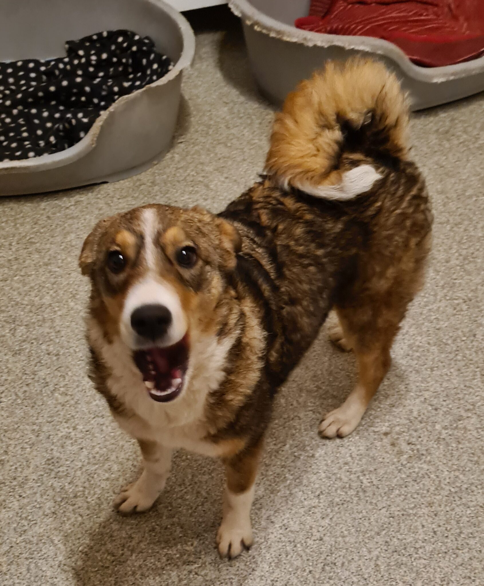 Toffee Team Pro Animal