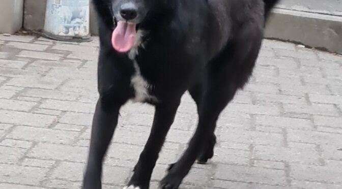 Nori