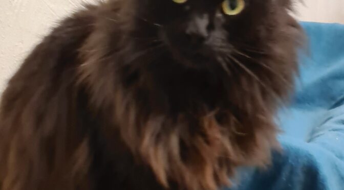 Olivia (in Vermittlungsphase)