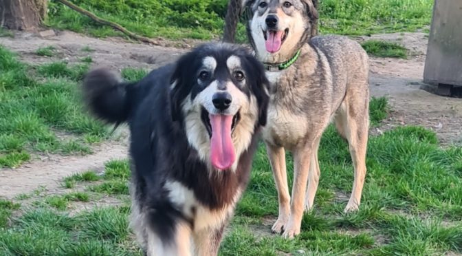 Aria & Alani