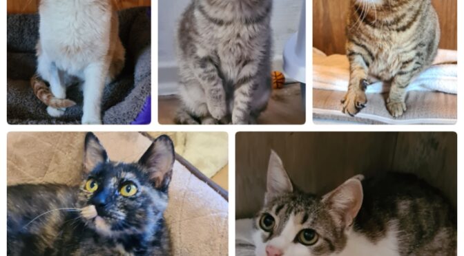 Mädels WG – Katy, Eloise, Hermine, Cosma & Silver