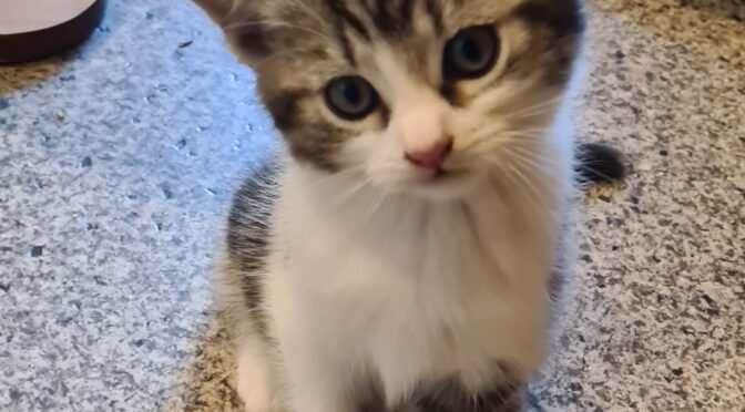 Bill
