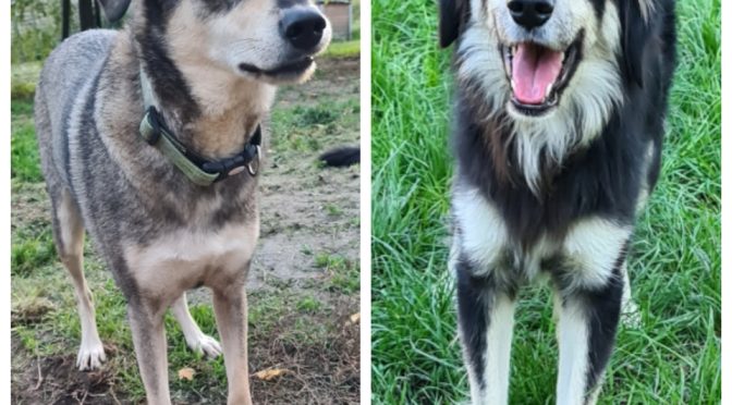 Aria, Alani oder Aria & Alani