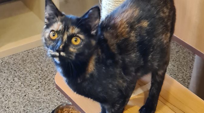 Bonita