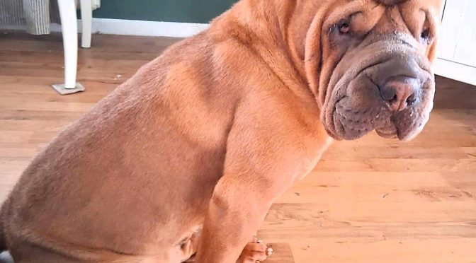 Fuji (Vermittlungshilfe)