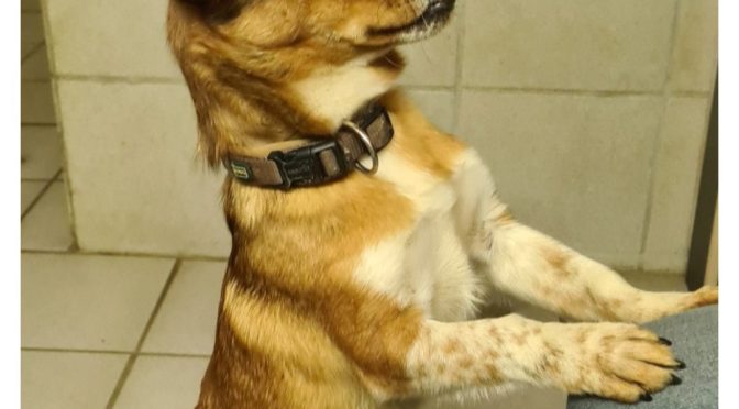 Gigolo (in Vermittlungsphase)