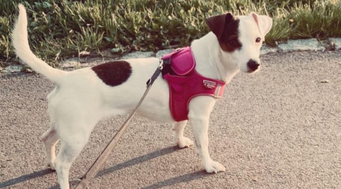 Abby (Vermittlungshilfe)