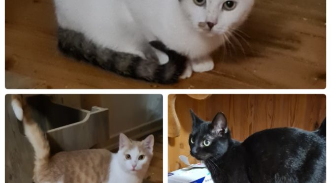 Xavier, Falco, Herbert (Udo & Marius in Vermittlungsphase)