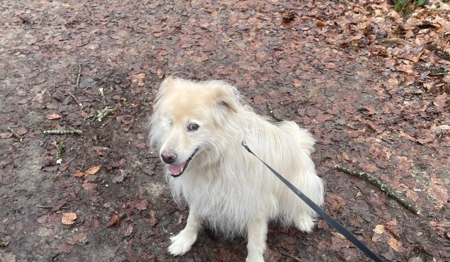 Mattis (Vermittlungshilfe)