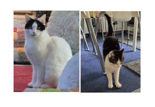 Luna & Giggi (Vermittlungshilfe)