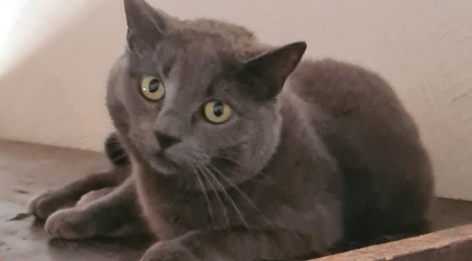 Kitty