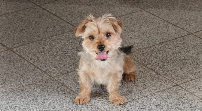 Balu