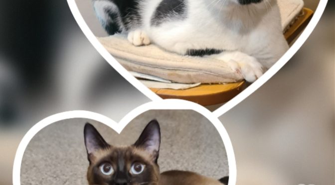 Bicha & Lucky – Love is in the air… ❤️