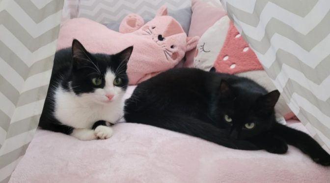 Luna & Finja (Vermittlungshilfe)