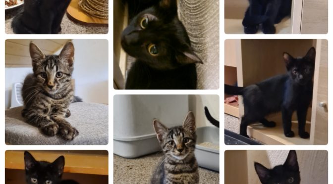 Kitten-Kindergarten & 2 tolle Mütter