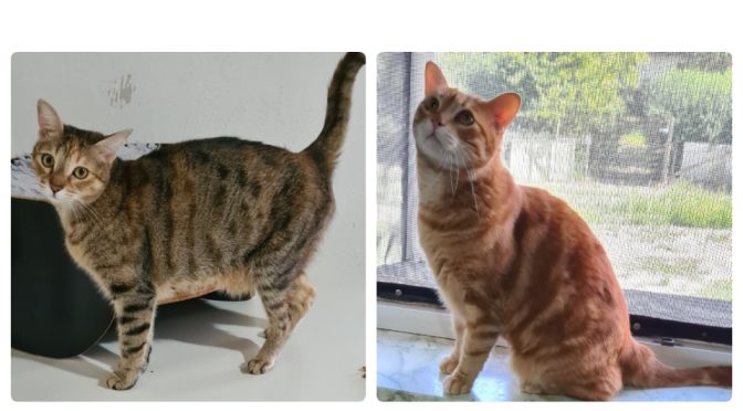Fistik & Findik
