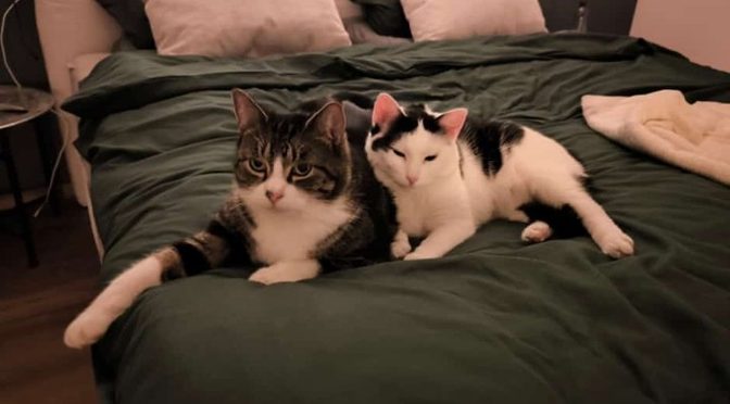 Tom & Jerry