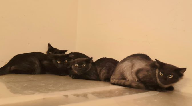 Vito & Yaris, Zafira & Clio