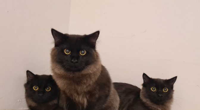 Vito & Yaris, Zafira & Clio