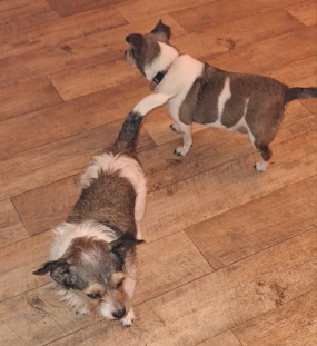 Emily & Daisy (Vermittlungshilfe)