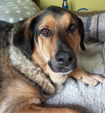 Anton (Vermittlungshilfe)