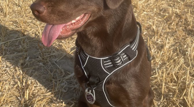 Nala (Vermittlungshilfe)