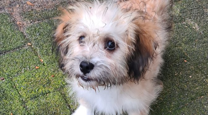 Shaggy